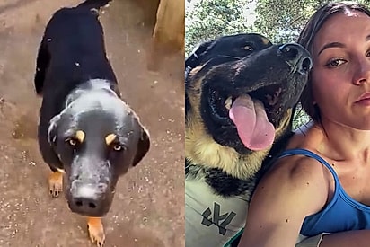 Vou te dar a melhor vida possível: Mulher faz uma única promessa ao ver cão que ninguém queria