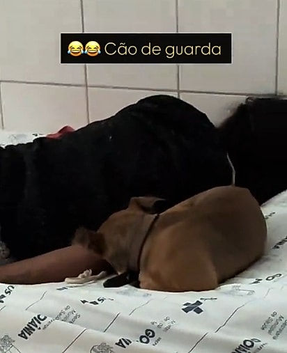 O caramelo estava deitado ao lado de sua humana para protegê-la.