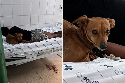 “Daqui ninguém passa”: Cão caramelo vira “segurança” de tutor em leito do SUS e não deixa enfermeira se aproximar.