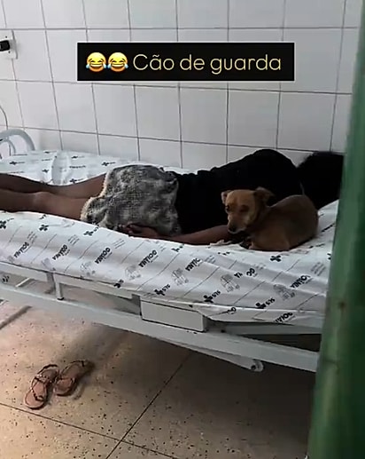 O caramelo encarou a enfermeira e deixou claro: ninguém chegaria perto de sua humana.