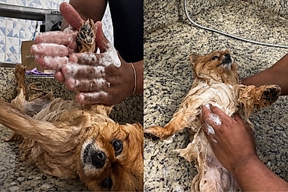 “Jurei que era de brinquedo”: Clientinha mais comportada do pet shop relaxa durante banho e parece uma verdadeira pelúcia.