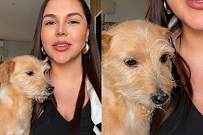 “Nunca esqueci aquela sensação”: tutora relata preconceito que seu cão sofreu em pet shop.