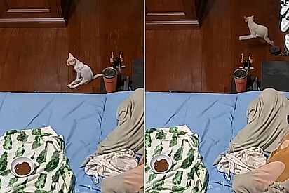 “Nem a IA faria um vídeo tão engraçado”: Gata com paralisia aprende a correr após tutora se assustar com barata