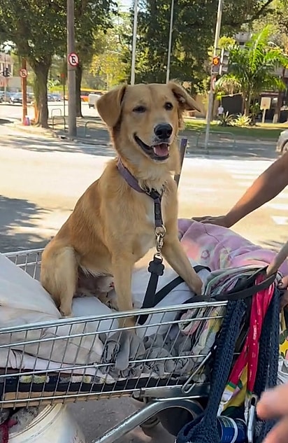 O homem cuida do cachorro carmelo desde filhote.