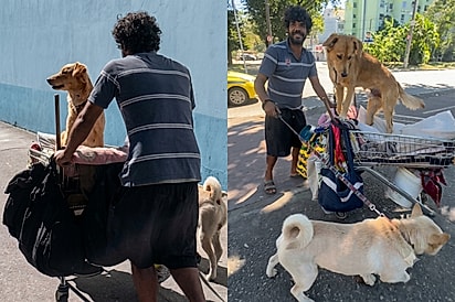 Homem em situação de rua emociona ao cuidar com carinho de cães no Rio de Janeiro.