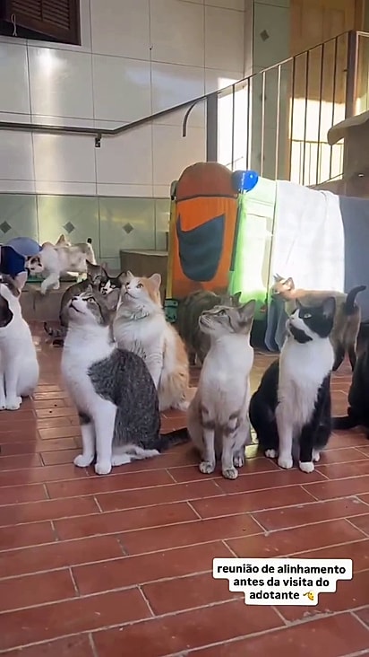 As protetoras estão instruindo os felinos.