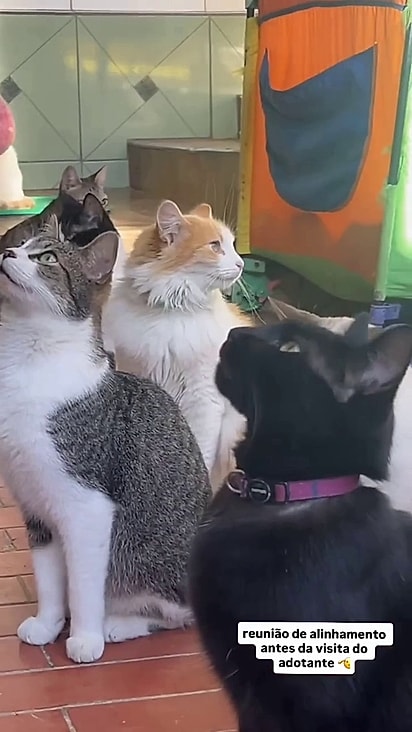 Os gatinhos estão disponíveis para adoção em três sedes.