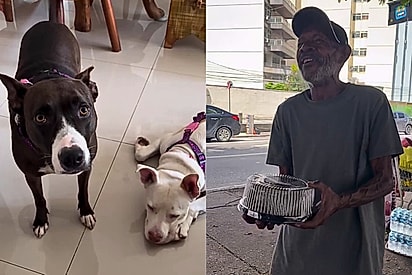 Rei e Mel perderam seu Lourival: veterinária adota pitbulls de ambulante que partiu e luta para mantê-los juntos