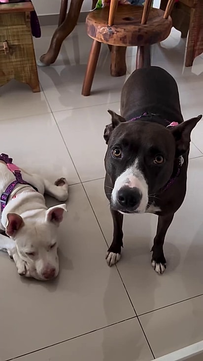 Os cães estão abrigados com a fundadora do projeto.