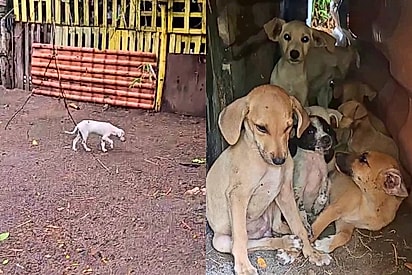 Mulher segue cachorrinho e acaba descobrindo esconderijo de vários Coitadinhos da Silva