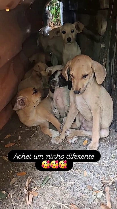 Todos estão disponíveis para adoção.