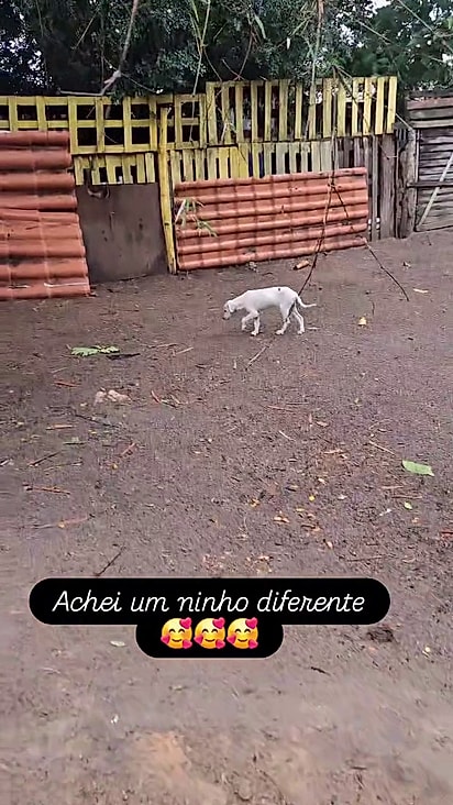 Os cães vivem sob os cuidados de Simara que é protetora independente.