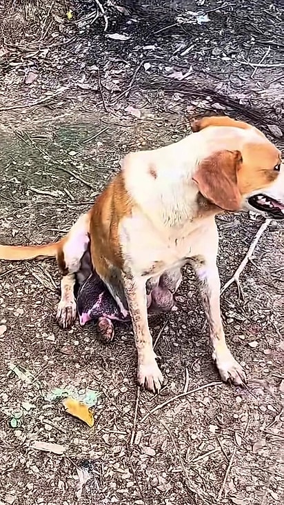 A cachorrinha vivia em situação de abandono.