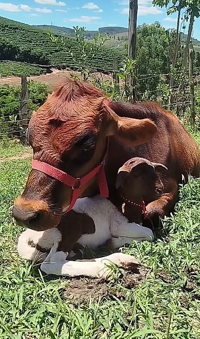 Manu é aapixonado pela vaca que considera sua mãe.