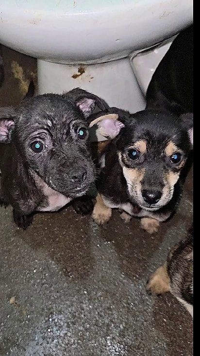 Os cães já foram castrados.