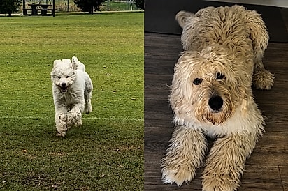Confia em mim: cão vai ao pet shop com cabeleira de dar inveja e volta com nova identidade.