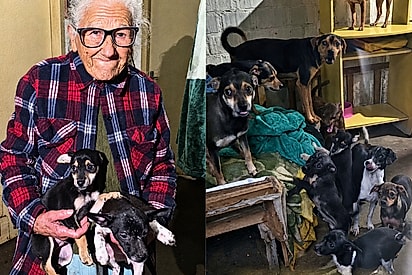 Senhora de 90 anos cuida sozinha de mais de 20 cães