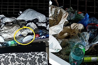 Mulher avista “pontinho branco” se mexendo no lixão e descobre filhote abandonado.