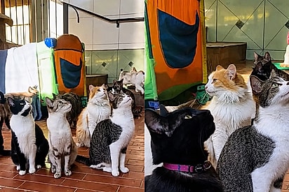 Quem quer ir embora hoje? Gatinhos escutam atentos instruções para conseguir uma família