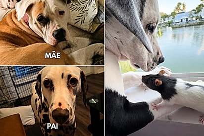 Com detalhe inusitado no focinho, filhote de Pitbull com Dálmata vive amizade improvável com hamster.
