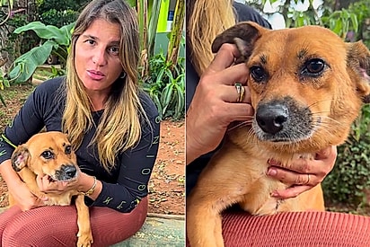 Cadela resgatada busca novo lar após devolução em menos de 24 horas em São Paulo