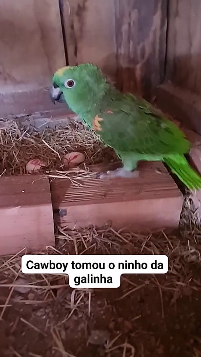 O papagaio ficou sozinho após a fêmea partir.