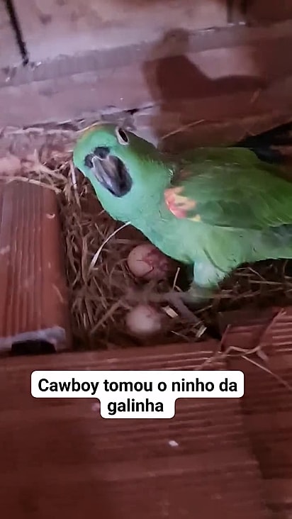 Caubói sente falta de sua companheira.