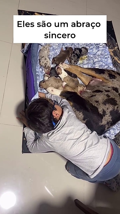 A cadela está com os filhotes recém-nascidos.