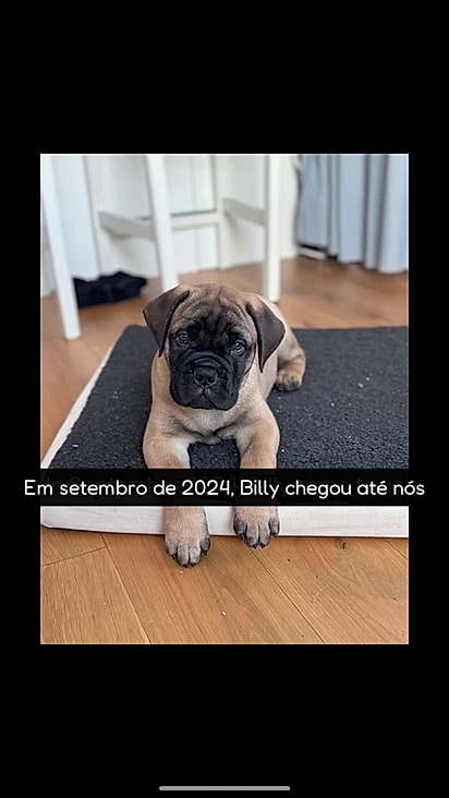 O novo cão não conheceu o antigo.