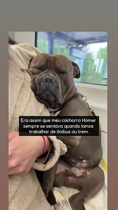 O cão andava abraçado na mulher.