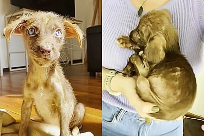 Foi o último dia que me comportei: cachorrinha com cara de coitadinha se transforma após a adoção ser finalizada