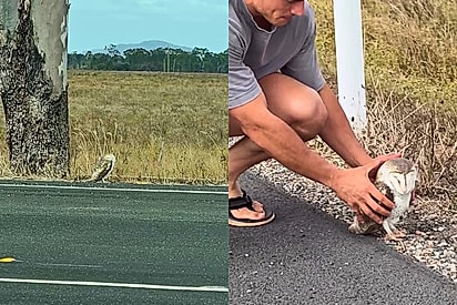 Andando a 100 km/h em uma rodovia, rapaz vê coruja parada no acostamento e algo diz para ele que deveria parar