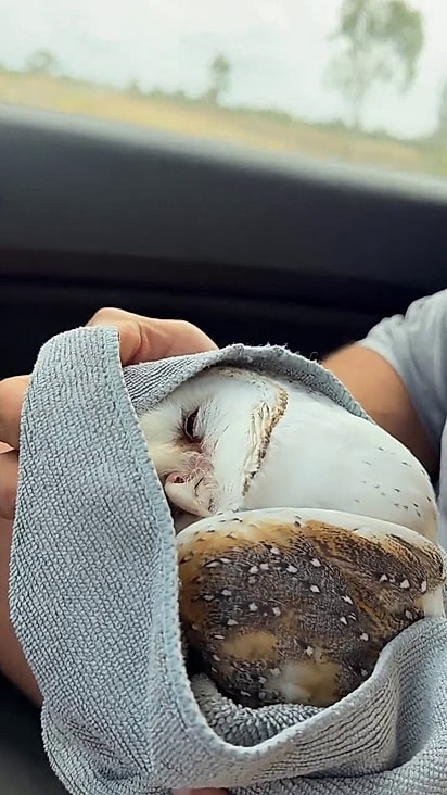 A ave não apresentava nenhuma reação ao toque humano.