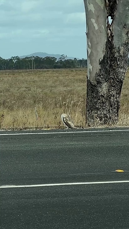 A coruja estava no acostamento.