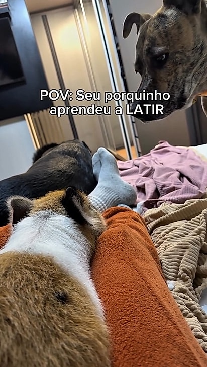 Os cães ficaram incrédulos quando ouviram o porquinho latir.