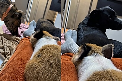 “Por essa nem os cachorros esperavam”: porquinho criado com cães surpreende ao começar a ‘latir’.