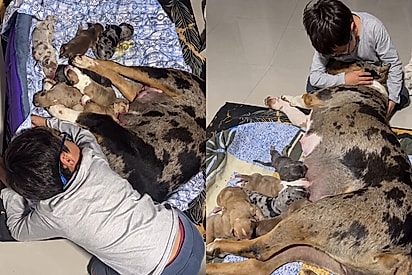 Menino acorda à noite para confortar cachorrinha que acabou de ter seus filhotinhos