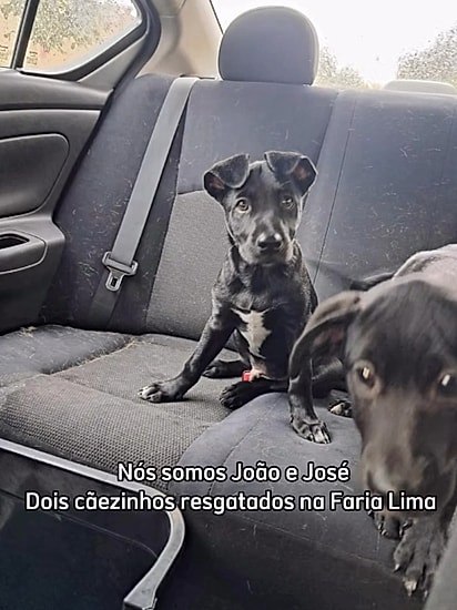 João e José foram resgatados das ruas da região da Faria Lima, em São Paulo.