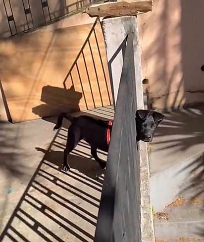 A dupla segue em busca de um lar.