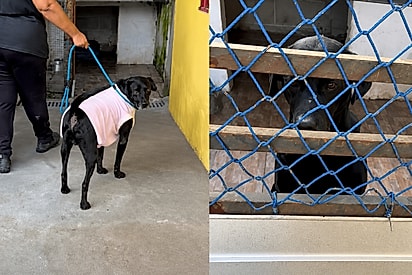 “Achou que seria adotado”: Bob é rejeitado por família e fica no portão esperando que ela volte......