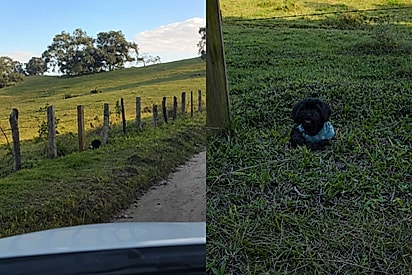 “Oi, meu amor, o que você está fazendo aí?”: mulher encontra cachorrinha sozinha e imóvel à beira de estrada.