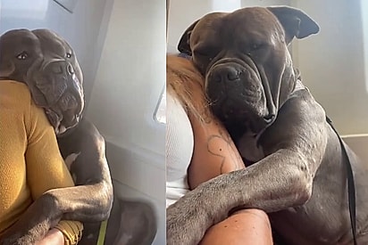 Por medo de andar de trem, cachorro gigante gentil se abraça à tutora em cena