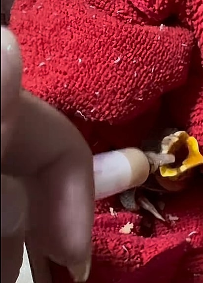 Com amor e cuidado o passarinho foi se fortalecendo.