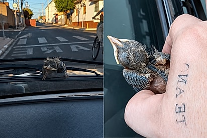 Moça para tudo ao ver que pequeno ser sem penas caiu em cima do seu carro.