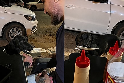 Cachorro viraliza ao pedir comida com prato na boca em espetinho