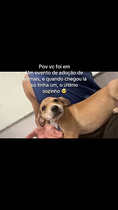 O cãozinho foi o único a sobrar até Francisco chegar.