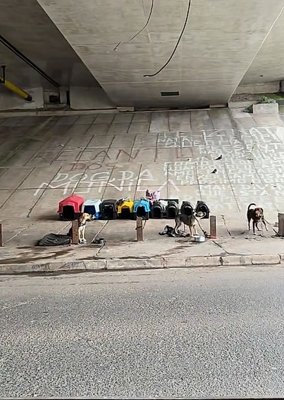 Mônica cuida de cerca de 10 cães.