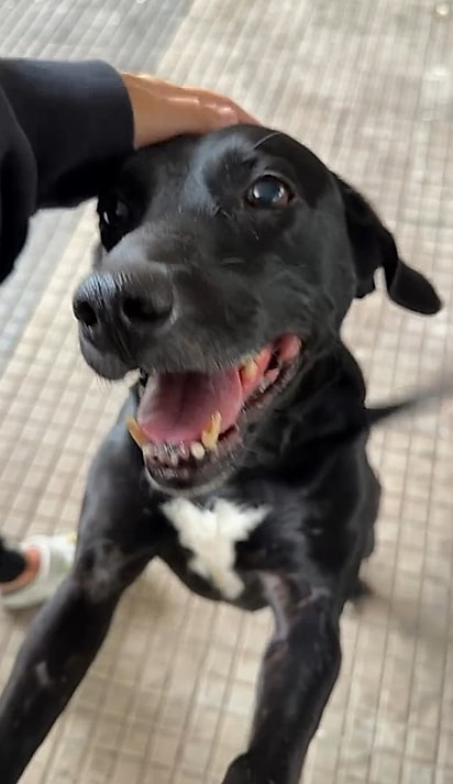 Os cães são o amor de Mônica.