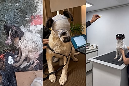 “Ele voltou a enxergar”: Cão resgatado descobre as cores do mundo e emociona milhares.