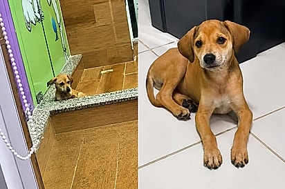 Não era o último, era o seu: Jovem vê cão que sobrou em evento de adoção e resolve mudar sua vida para sempre.